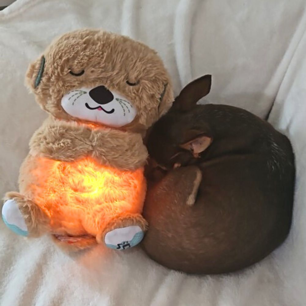 Musical Plush Baby Otter